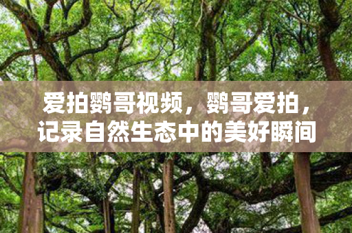 爱拍鹦哥视频，鹦哥爱拍，记录自然生态中的美好瞬间