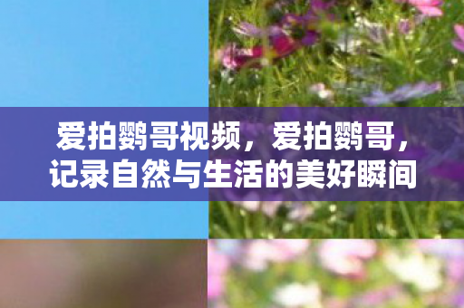 爱拍鹦哥视频，爱拍鹦哥，记录自然与生活的美好瞬间
