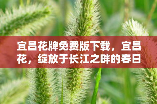 绽放于长江之畔的春日盛宴图片