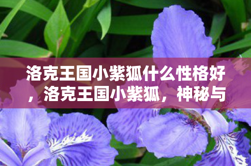 洛克王国小紫狐什么性格好图片