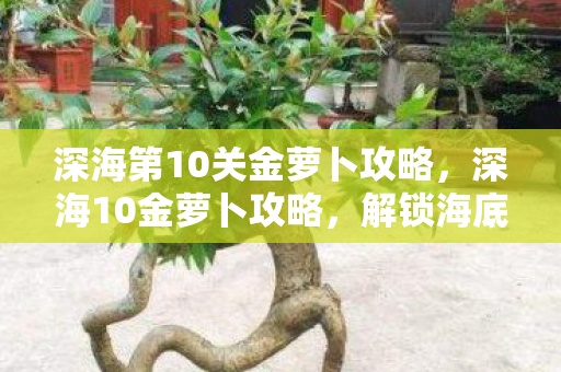 深海第10关金萝卜攻略，深海10金萝卜攻略，解锁海底宝藏的秘诀