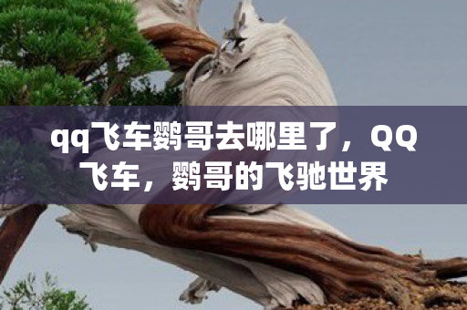 qq飞车鹦哥去哪里了，QQ飞车，鹦哥的飞驰世界