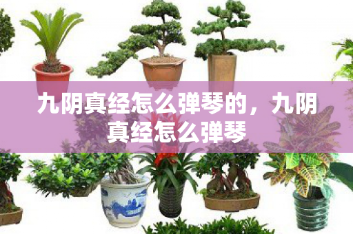 九阴真经怎么弹琴的图片