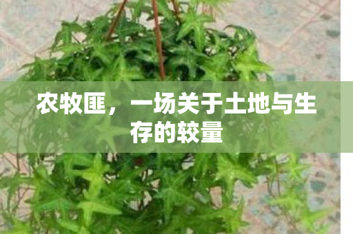 一场关于土地与生存的较量图片