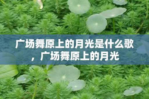 广场舞原上的月光是什么歌图片