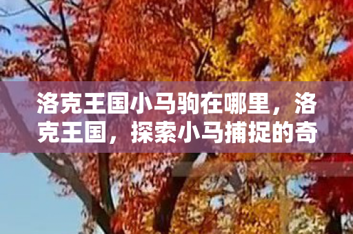 探索小马捕捉的奇妙之旅图片