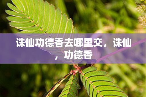 诛仙功德香去哪里交图片