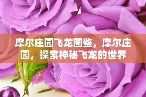 探索神秘飞龙的世界图片