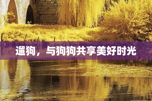 与狗狗共享美好时光图片