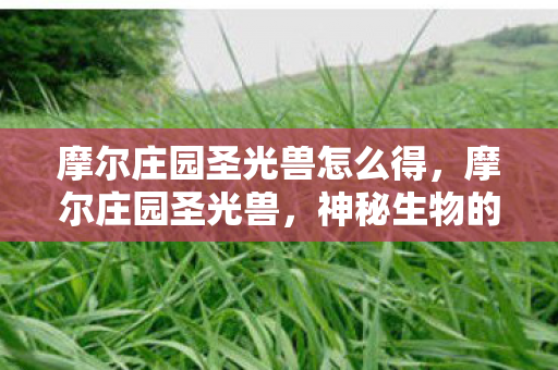 摩尔庄园圣光兽怎么得图片