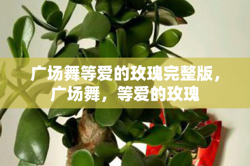 广场舞等爱的玫瑰完整版图片