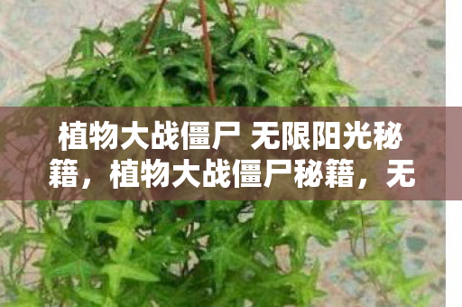 植物大战僵尸 无限阳光秘籍图片