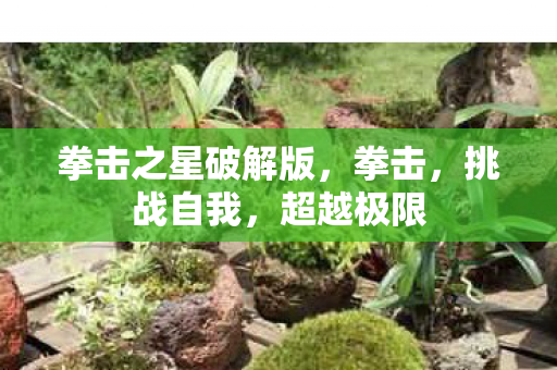 拳击之星破解版图片