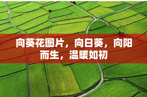 向葵花图片图片