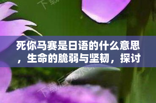 死你马赛是日语的什么意思图片