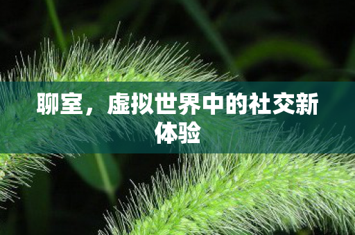 聊室，虚拟世界中的社交新体验