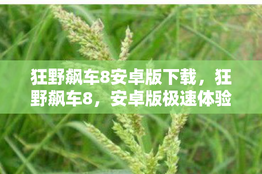 狂野飙车8安卓版下载图片