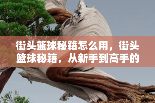 从新手到高手的进阶指南图片