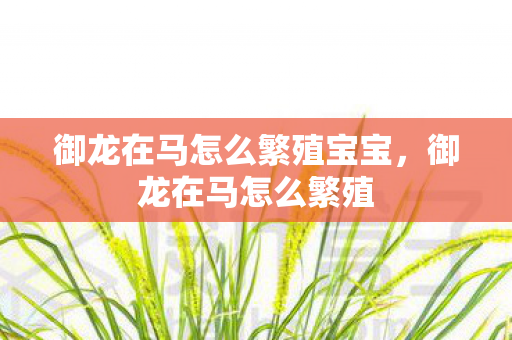 御龙在马怎么繁殖宝宝图片