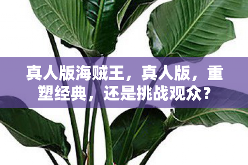 真人版海贼王图片