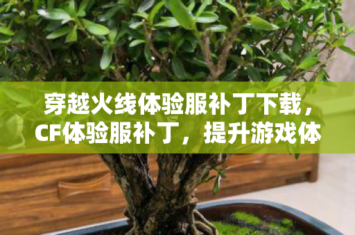 穿越火线体验服补丁下载，CF体验服补丁，提升游戏体验的利器