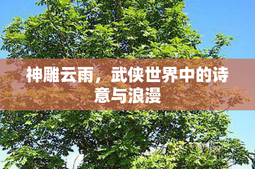 神雕云雨，武侠世界中的诗意与浪漫