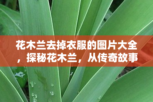 花木兰去掉衣服的图片大全,探秘花木兰,从传奇故事到现代文化的蜕变 花木兰去掉衣服的图片大全,探秘花木兰,从传奇故事到现代文化的蜕变