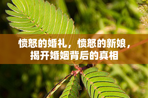 愤怒的婚礼,愤怒的新娘,揭开婚姻背后的真相 愤怒的婚礼,愤怒的新娘,揭开婚姻背后的真相