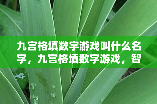 九宫格填数字游戏叫什么名字，九宫格填数字游戏，智慧与逻辑的碰撞