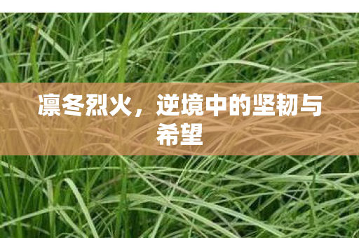 凛冬烈火，逆境中的坚韧与希望