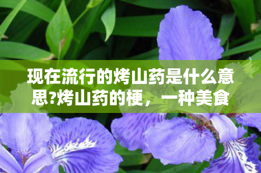 现在流行的烤山药是什么意思?烤山药的梗，一种美食背后的故事与情感