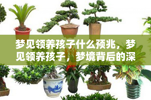 梦见领养孩子什么预兆,梦见领养孩子,梦境背后的深层含义与启示 梦见领养孩子什么预兆,梦见领养孩子,梦境背后的深层含义与启示