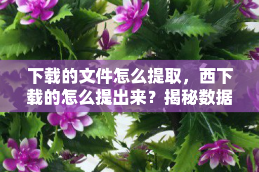 下载的文件怎么提取，西下载的怎么提出来？揭秘数据提取的奥秘