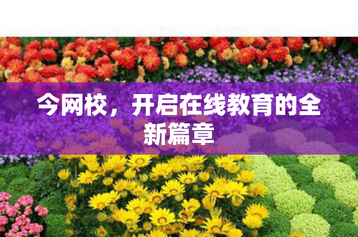 今网校,开启在线教育的全新篇章 今网校,开启在线教育的全新篇章