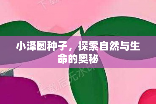 小泽圆种子,探索自然与生命的奥秘 小泽圆种子,探索自然与生命的奥秘