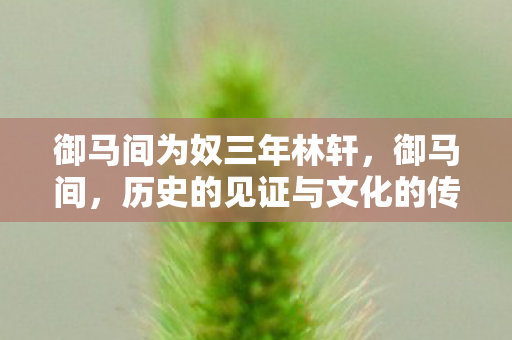 御马间为奴三年林轩，御马间，历史的见证与文化的传承
