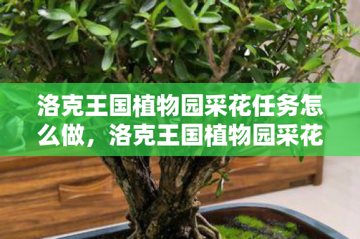 洛克王国植物园采花任务怎么做,洛克王国植物园采花之旅,探索自然之美与奇幻世界的交汇 洛克王国植物园采花任务怎么做,洛克王国植物园采花之旅,探索自然之美与奇幻世界的交汇