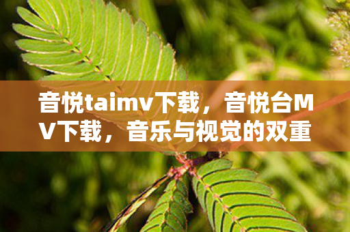 音悦taimv下载，音悦台MV下载，音乐与视觉的双重盛宴