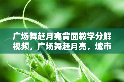 广场舞赶月亮背面教学分解视频，广场舞赶月亮，城市夜生活的温馨篇章