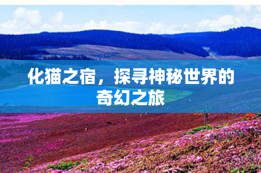 化猫之宿，探寻神秘世界的奇幻之旅