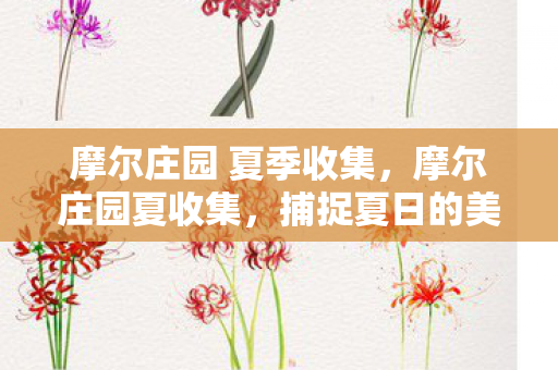 摩尔庄园 夏季收集，摩尔庄园夏收集，捕捉夏日的美好瞬间