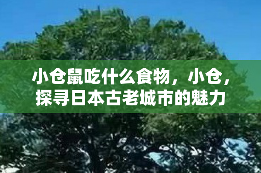 小仓鼠吃什么食物,小仓,探寻日本古老城市的魅力 小仓鼠吃什么食物,小仓,探寻日本古老城市的魅力