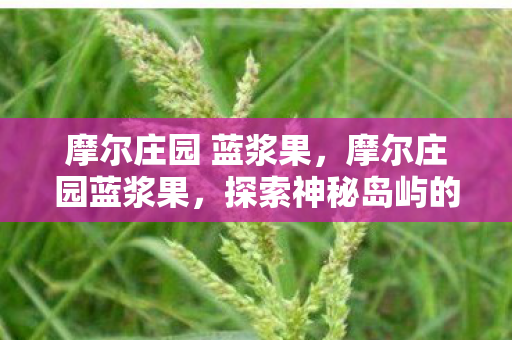 摩尔庄园 蓝浆果，摩尔庄园蓝浆果，探索神秘岛屿的奇妙之旅