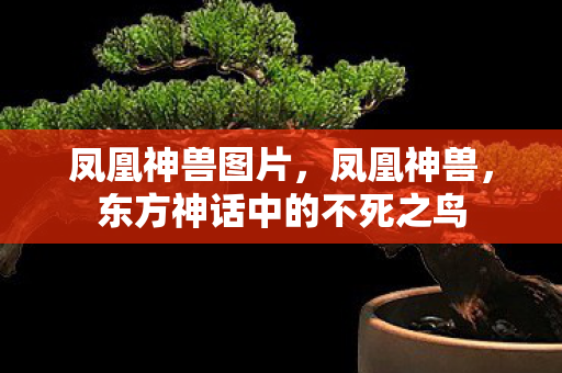 凤凰神兽图片，凤凰神兽，东方神话中的不死之鸟