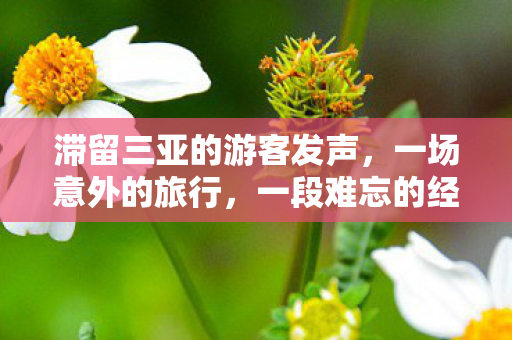 滞留三亚的游客发声,一场意外的旅行,一段难忘的经历 滞留三亚的游客发声,一场意外的旅行,一段难忘的经历