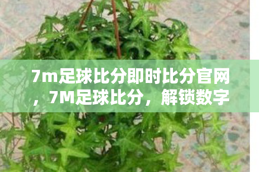 7m足球比分即时比分官网，7M足球比分，解锁数字时代的足球盛宴