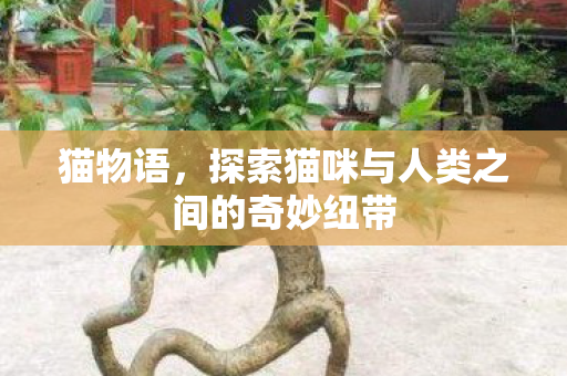 猫物语，探索猫咪与人类之间的奇妙纽带