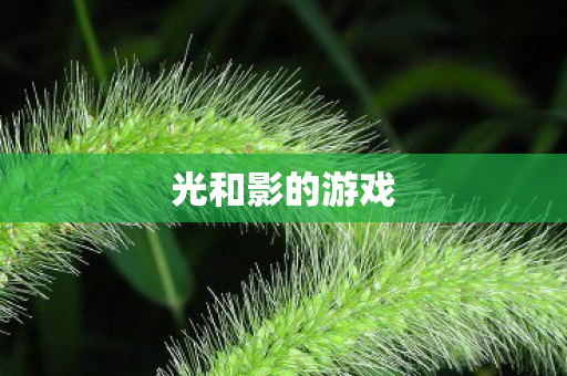 光和影的游戏