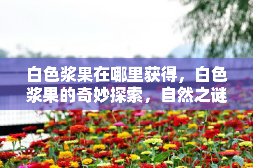 白色浆果在哪里获得,白色浆果的奇妙探索,自然之谜与神秘传说 白色浆果在哪里获得,白色浆果的奇妙探索,自然之谜与神秘传说