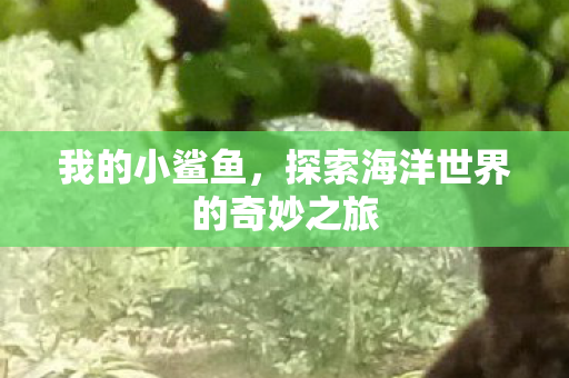 探索海洋世界的奇妙之旅图片